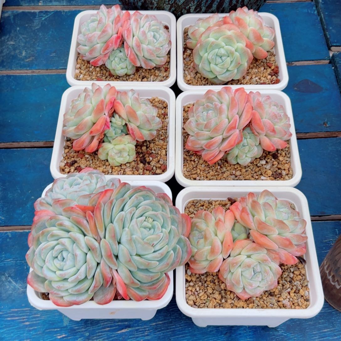 6颗冰玉福利多肉植物