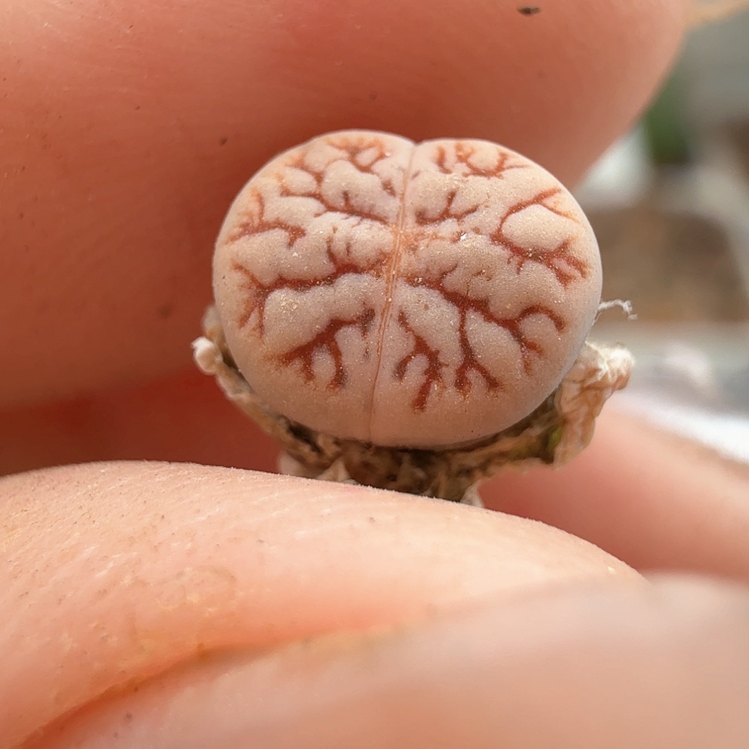 2.5.53/1.5年哈莫种源189/多肉植物