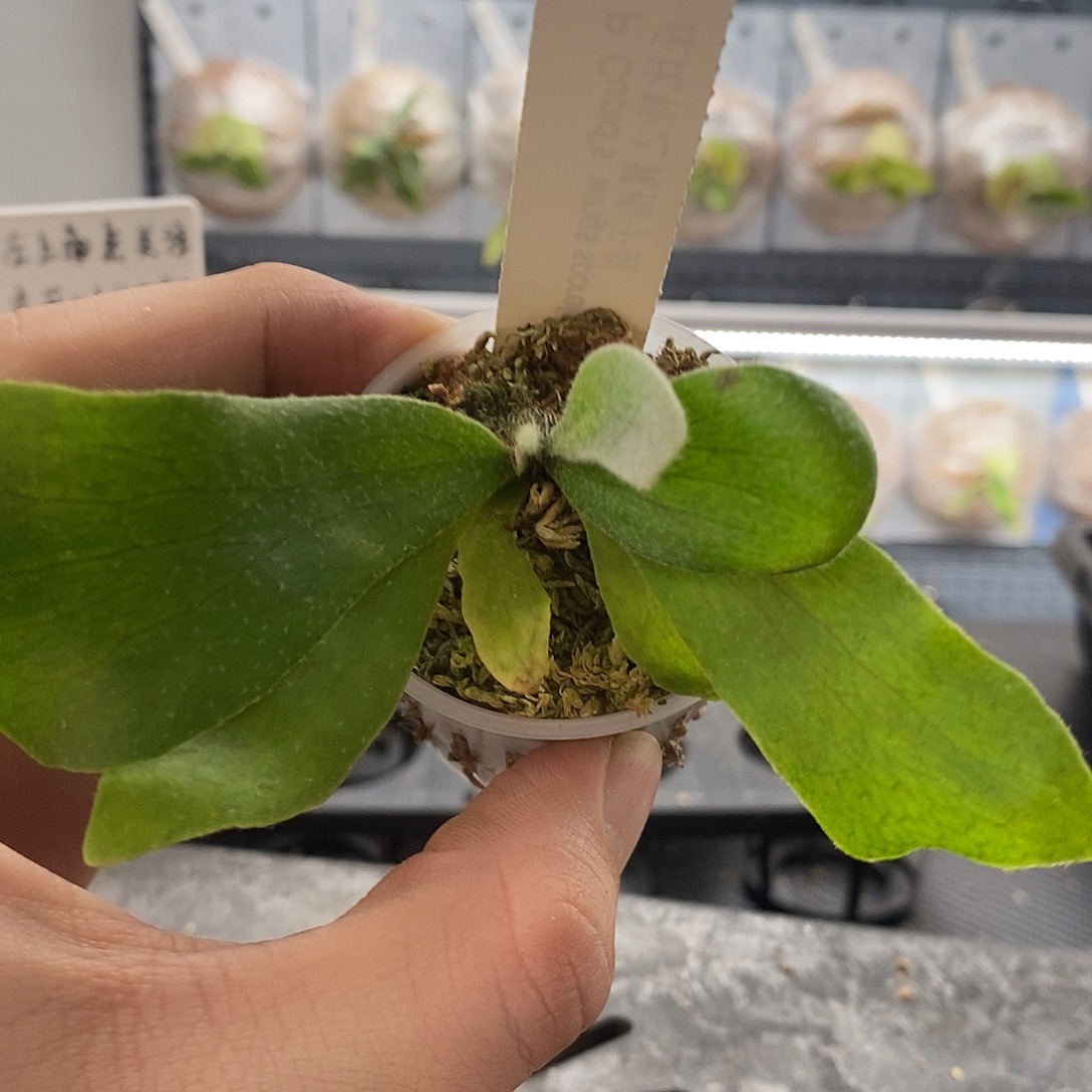 无花朵丘比特之翼鹿角蕨