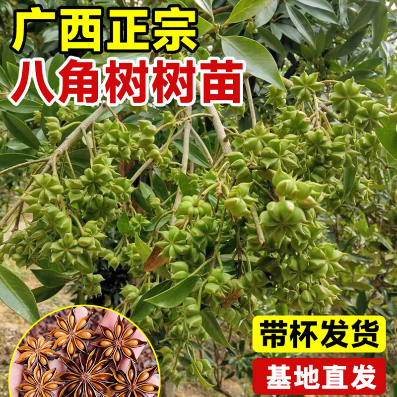 【原土带叶】八角树苗盆栽广西大红罗马嫁接大料南方北方种植茴香树