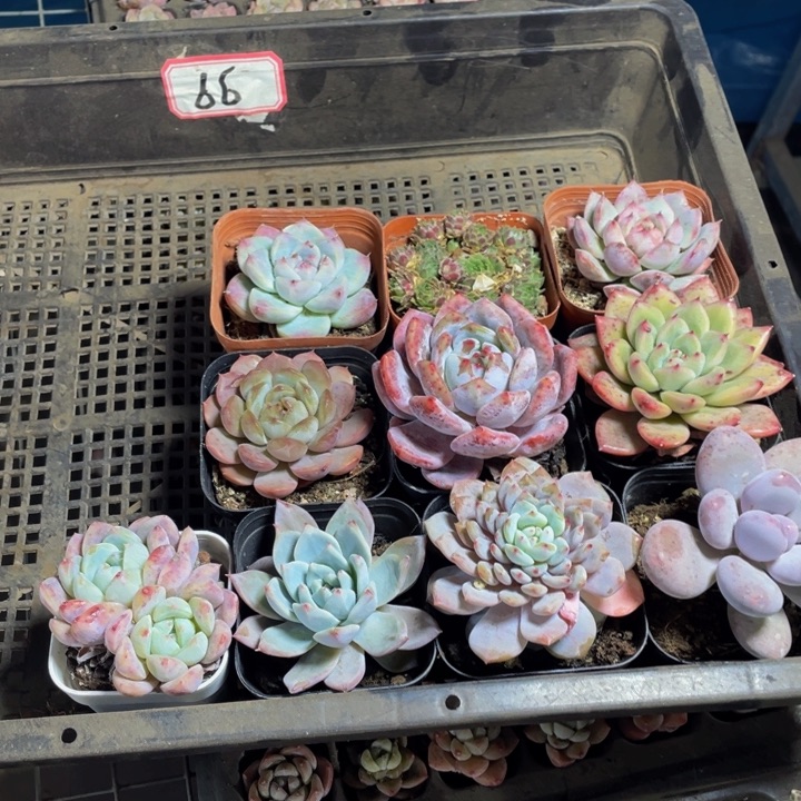 66号筐带盆土发过