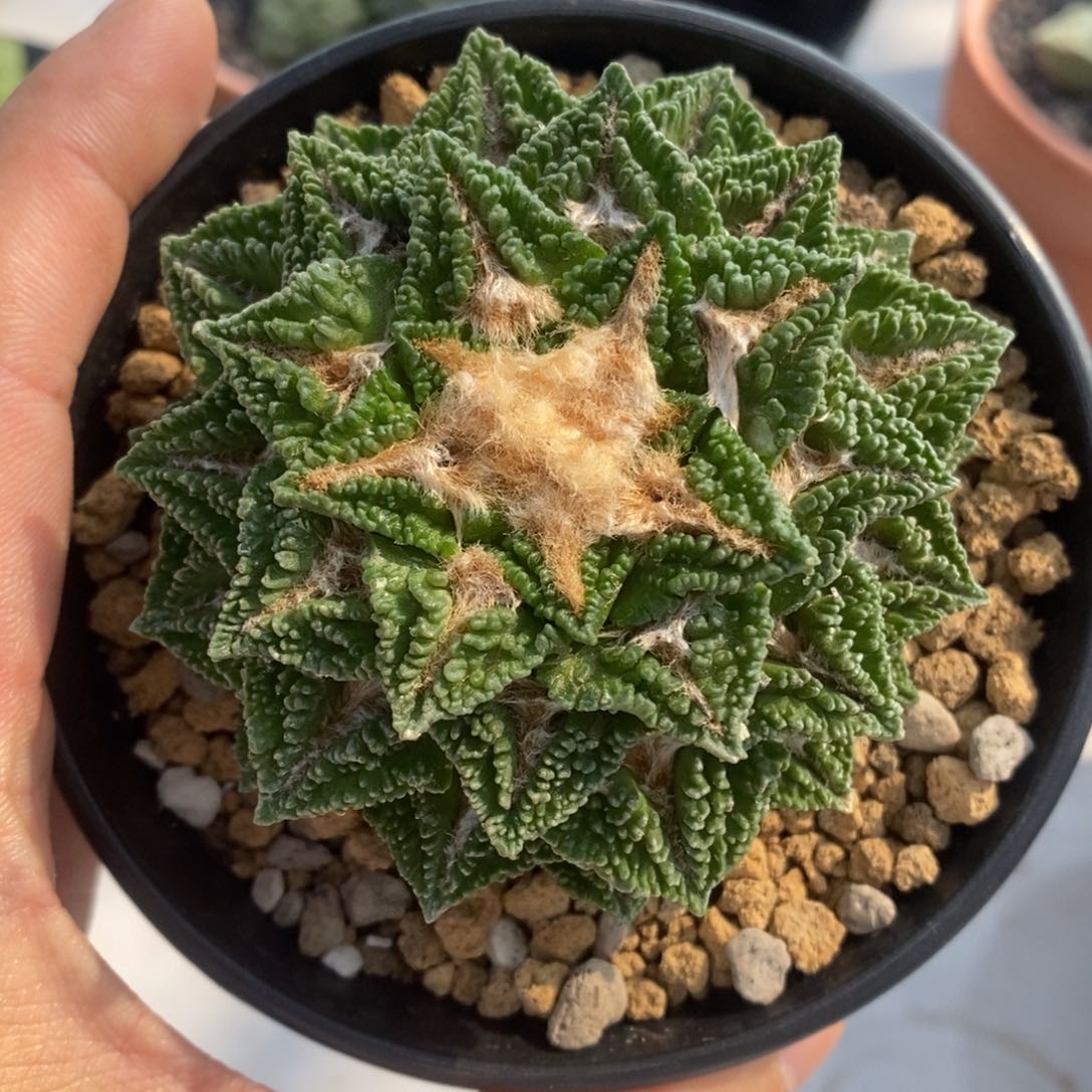 萝卜根辛顿黑牡丹