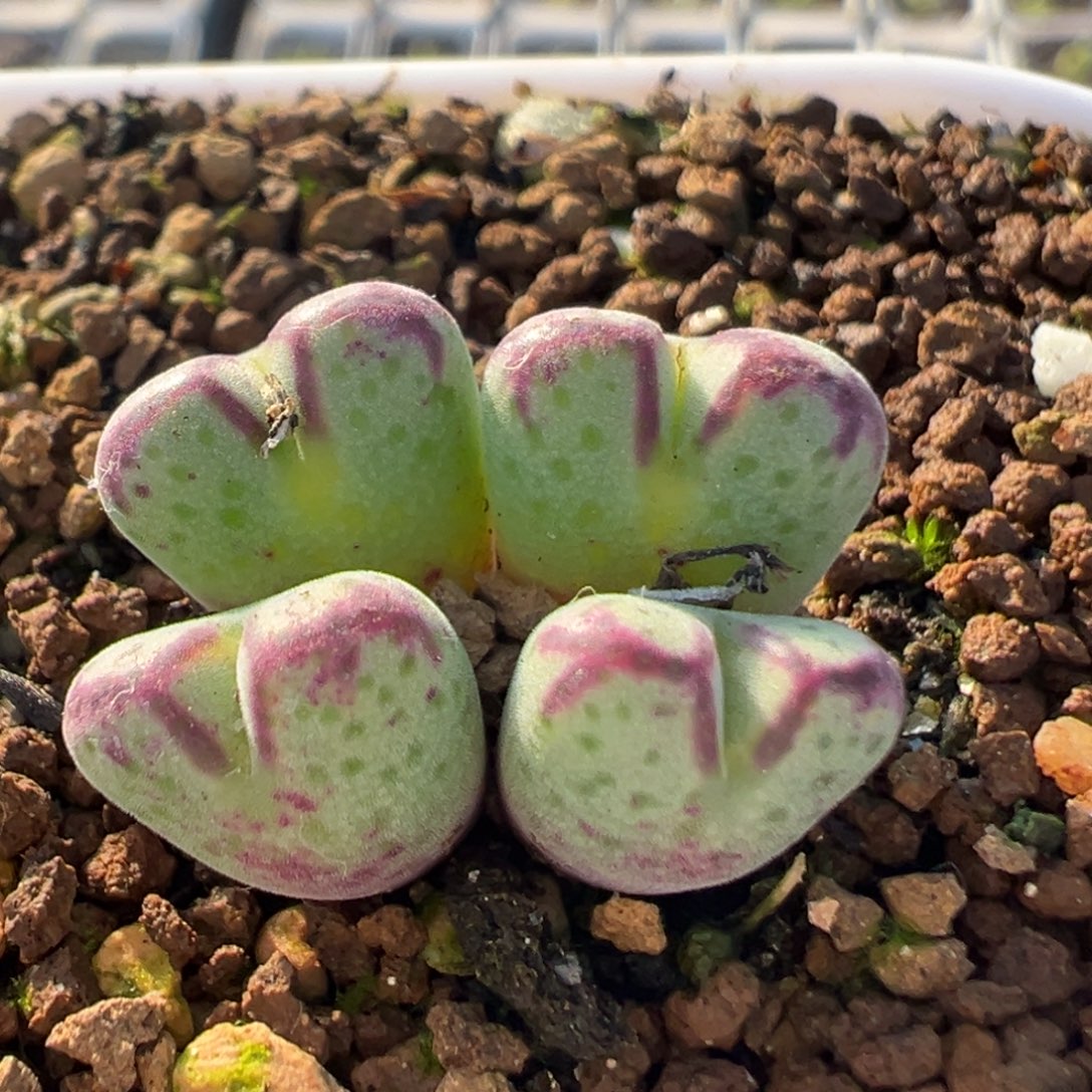 136多肉植物百科植物