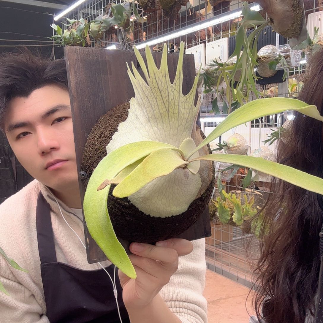 无花朵ar奥本河银鹿鹿角蕨