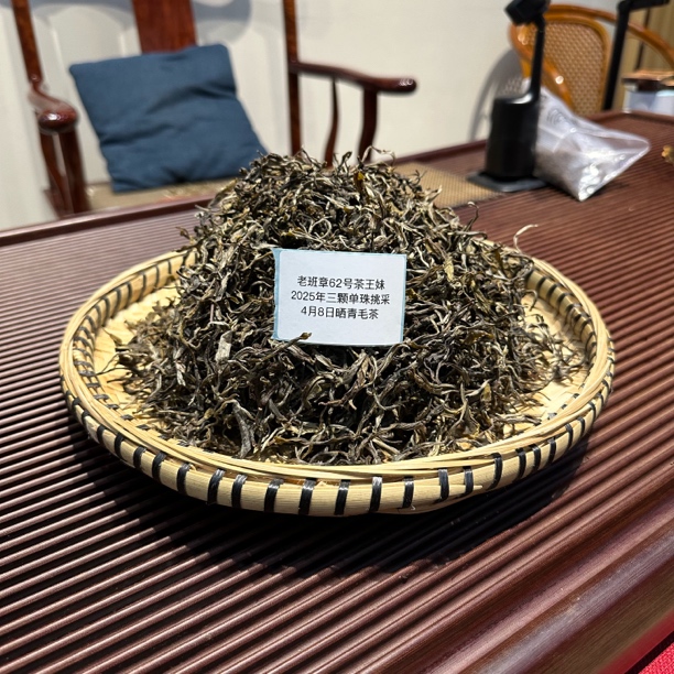 2025年老班章三棵单珠挑采4月8号古树头春普洱茶生茶散茶