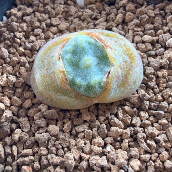 绿豆糕10043 带盆发
