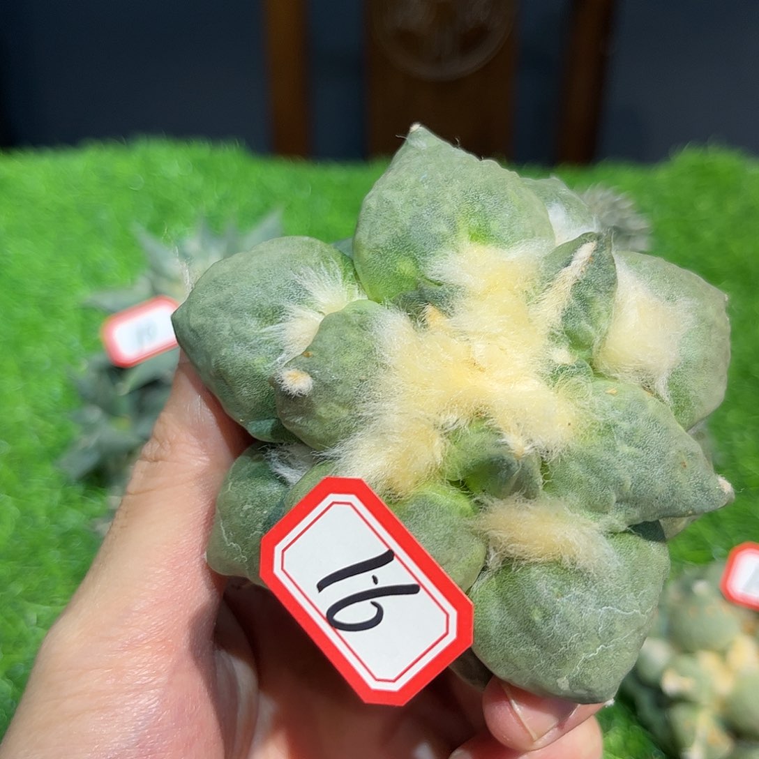 16号自根肥油牡丹福利