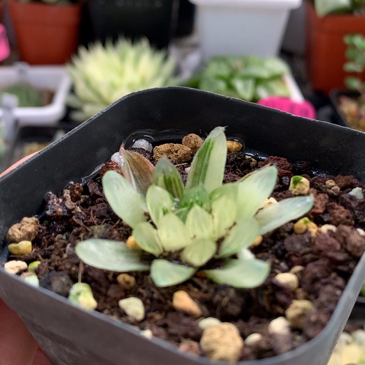 龙鳞玉露锦带盆土