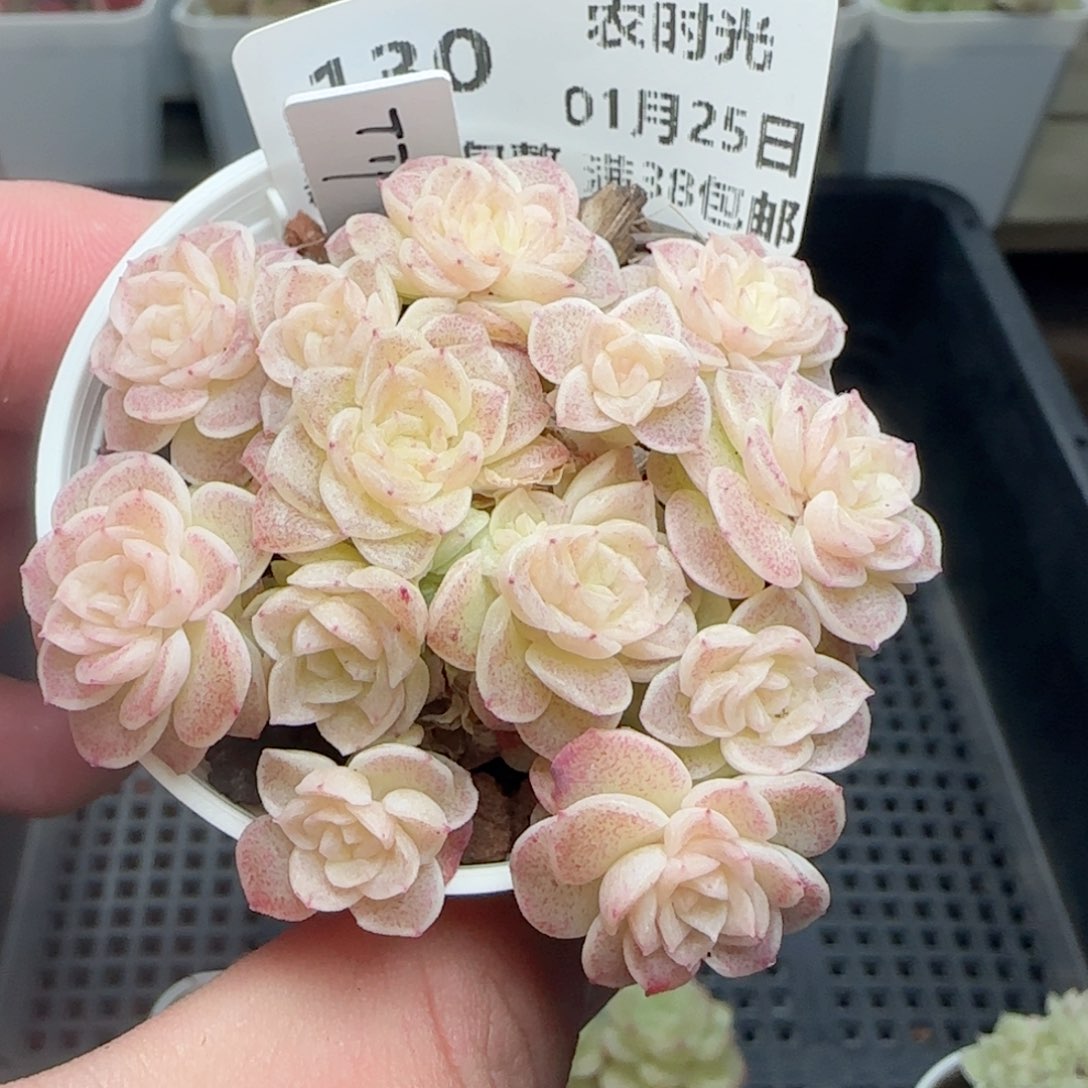 0125-130（TTP-79）