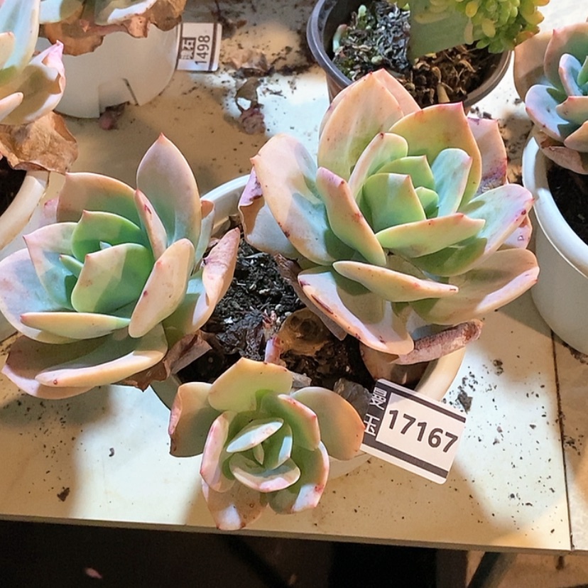 【闪购商品】凤17167