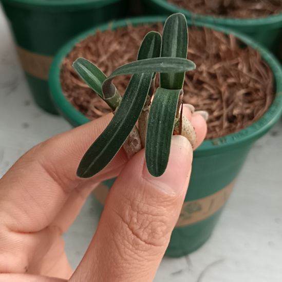 伞***人无花朵特色花卉君子兰小苗君