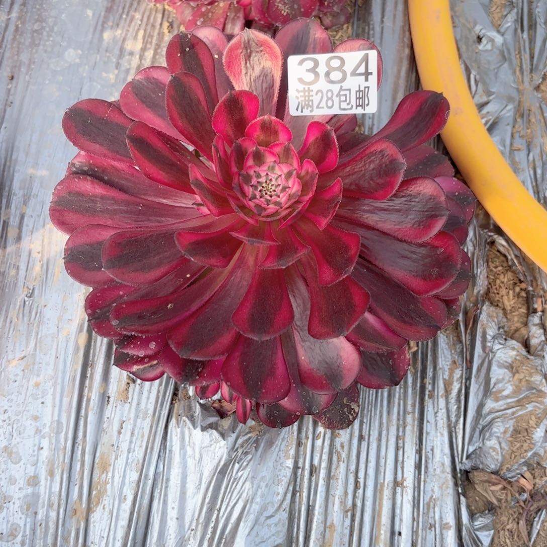 C. 384黑铜超白多肉11111