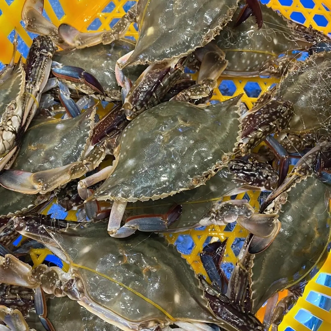【保鲜不保活】渤海湾梭子蟹公蟹1.5-2两左右/只3斤12-15只左右