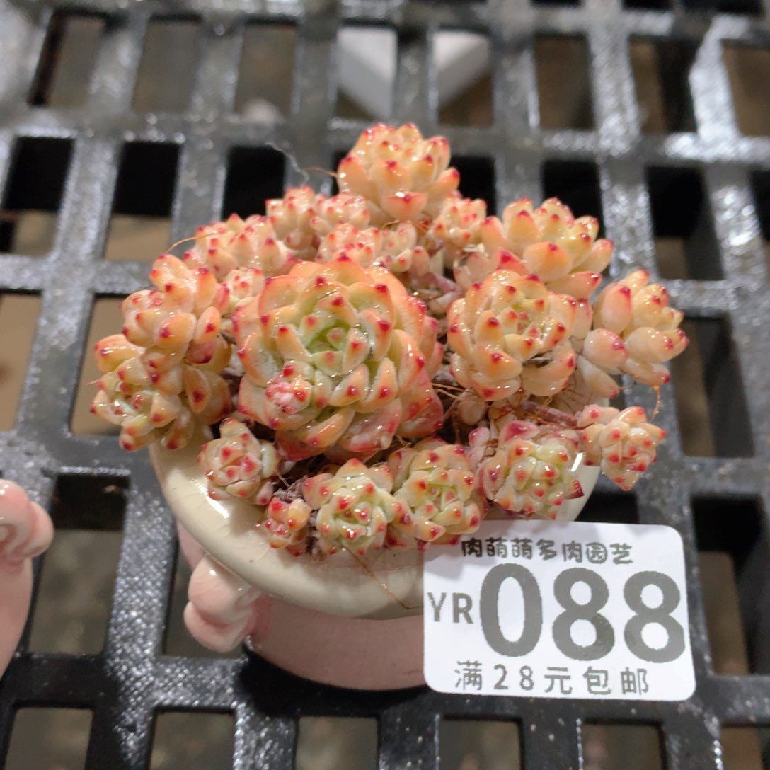 肉萌萌拇指盆精控多肉YR088