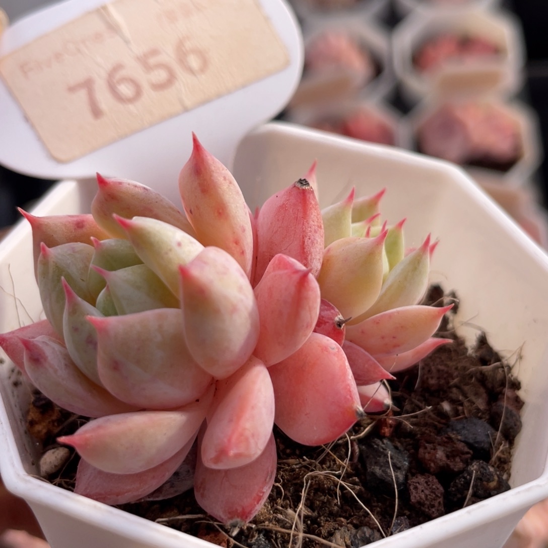 蓝鸟香槟7656-5.0厘米