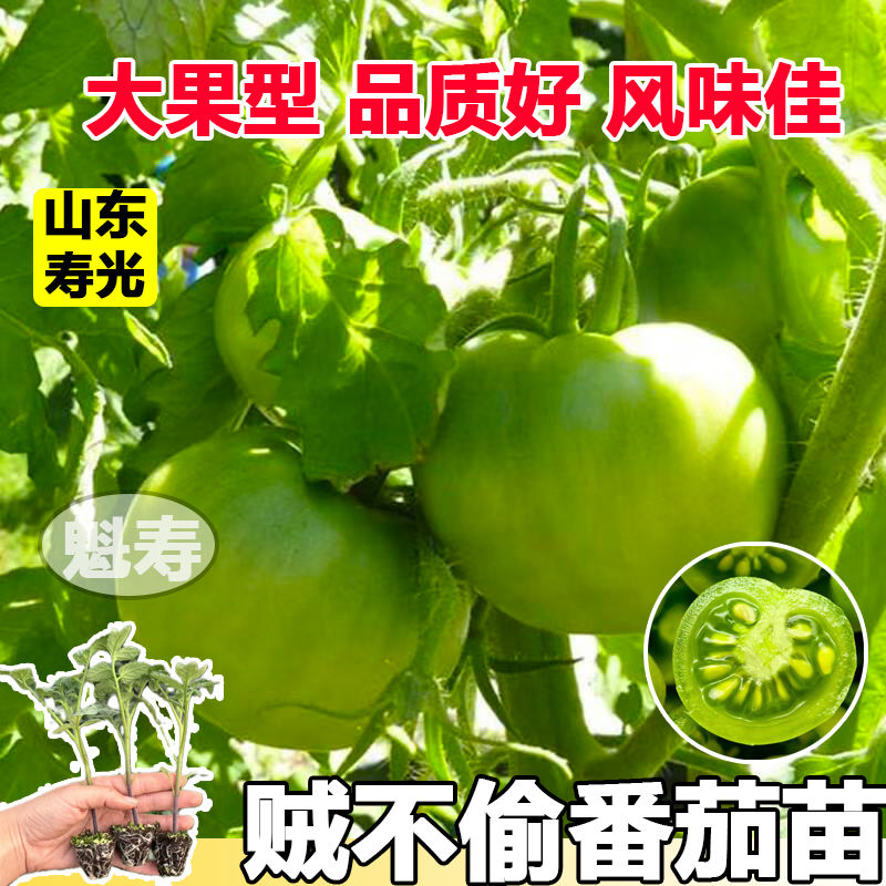 贼不偷绿番茄种子秧苗东北绿色西红柿种籽四季水果蔬菜沙瓤青柿子