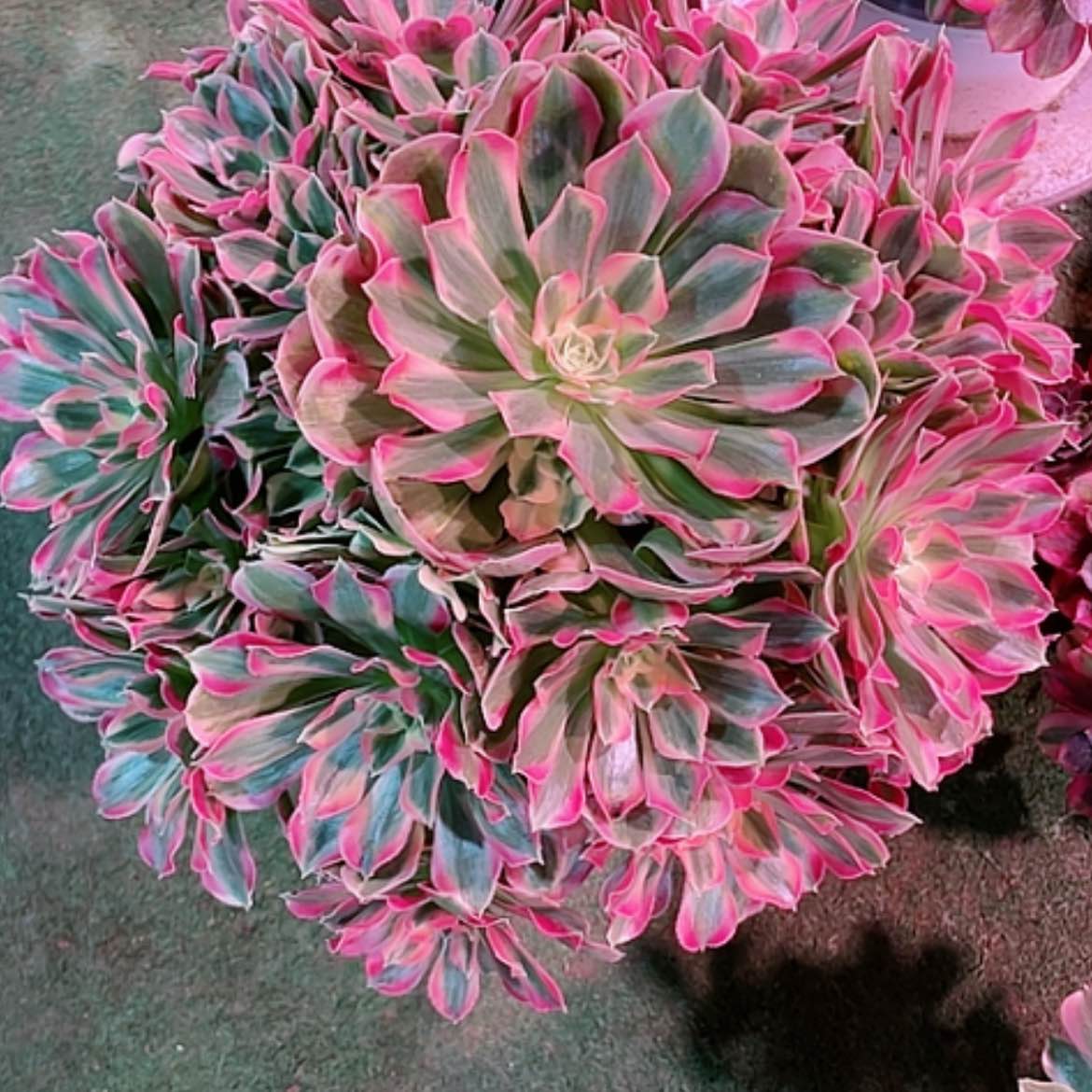 【闪购商品】法师好看也好养