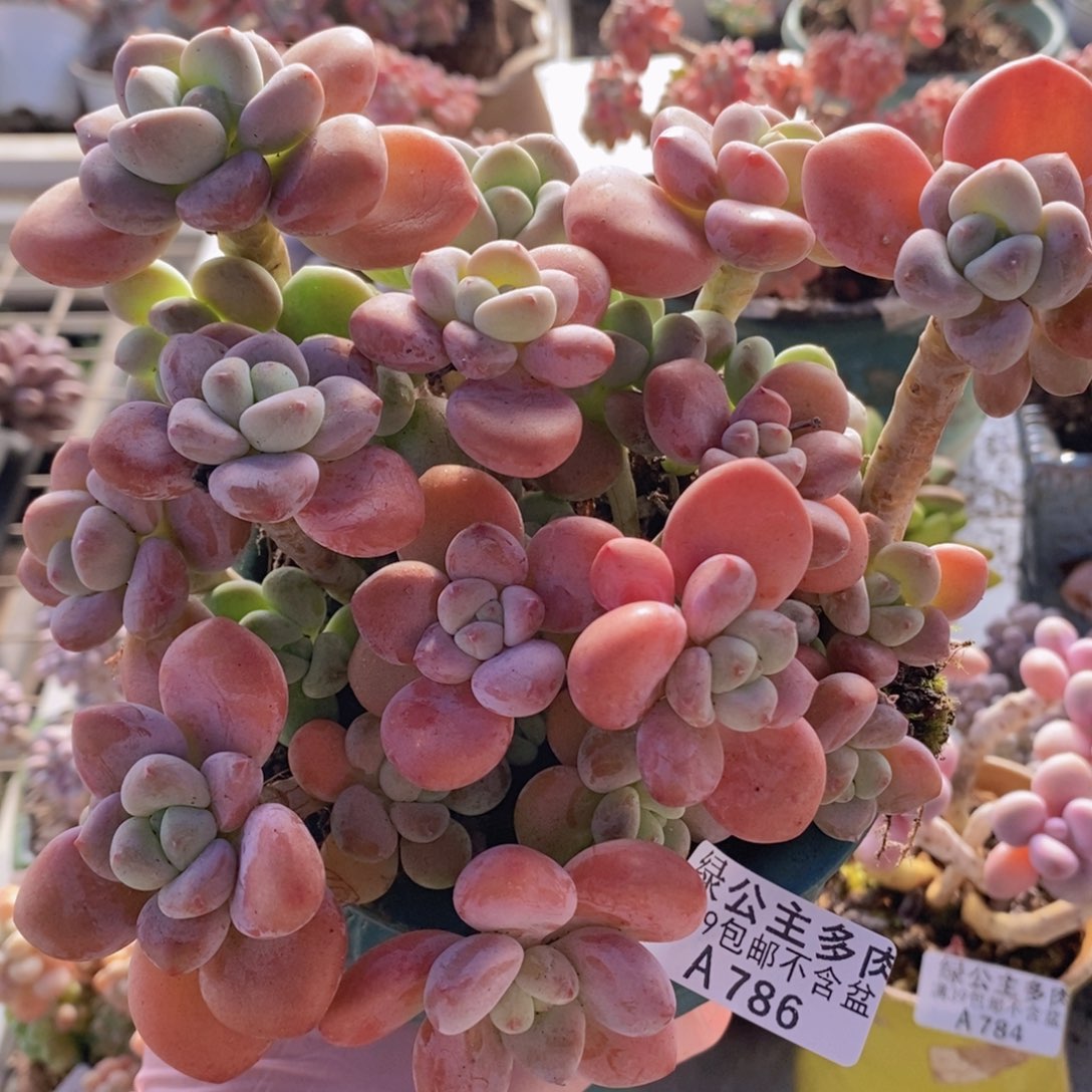 樱花洛神15cm786多肉植物
