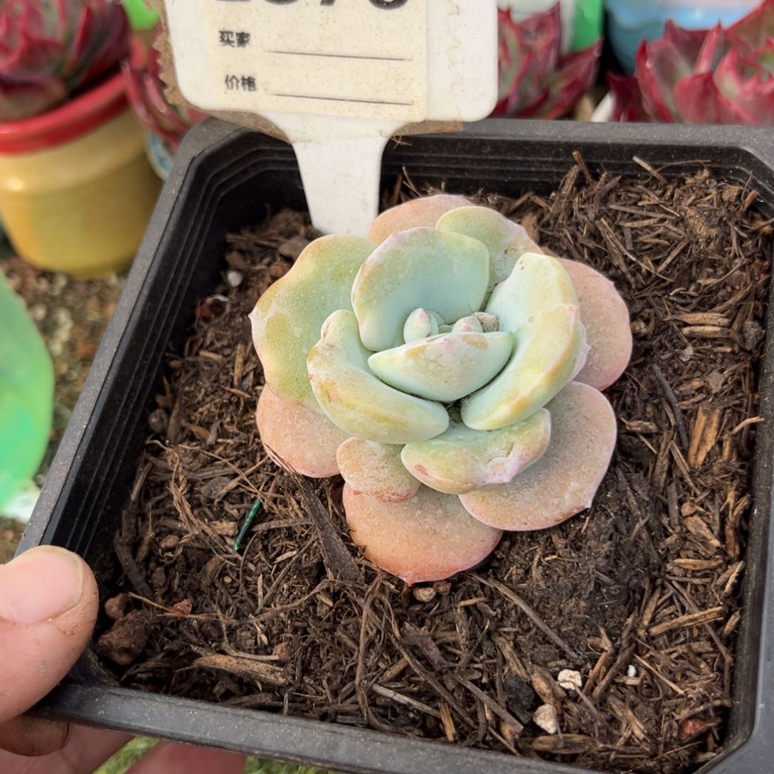 奶茶石化870号多肉