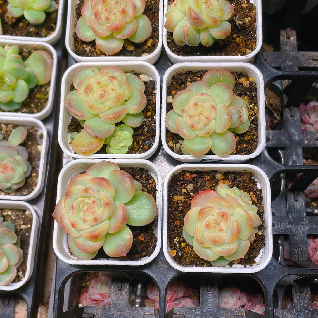 飘枝甜心单头盆一个满25包邮