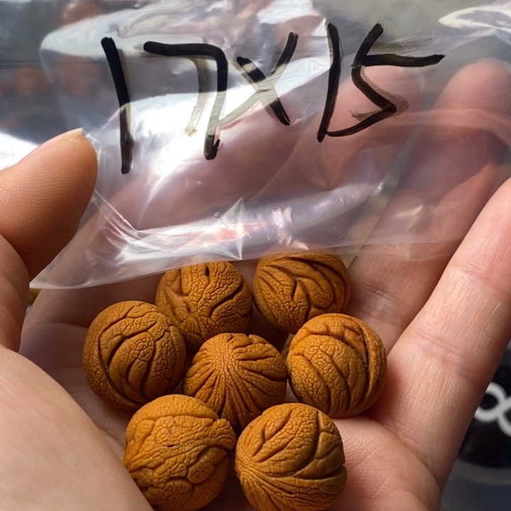 文玩核桃手串秦岭野生龙纹桃核17