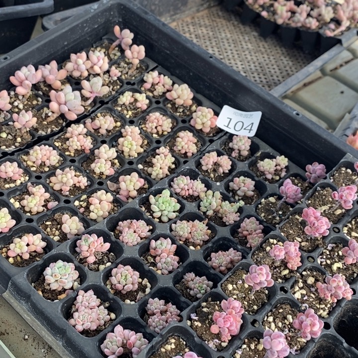 104 多肉植物盆栽花卉植物