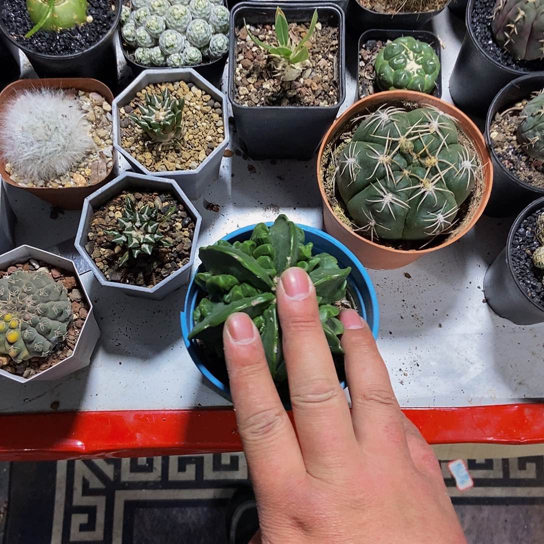 大核桃一物一拍，