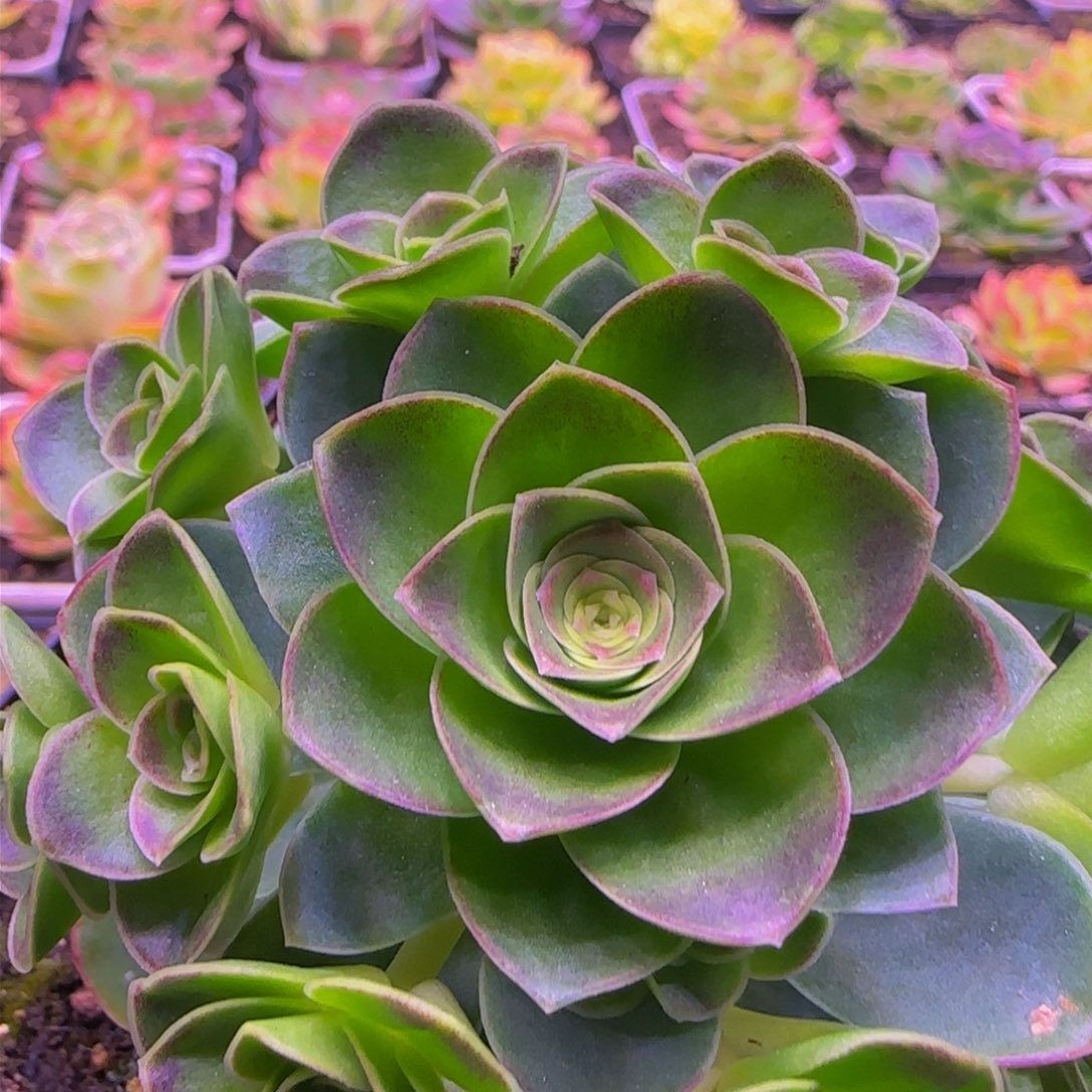 除晨捧花143538386838383838