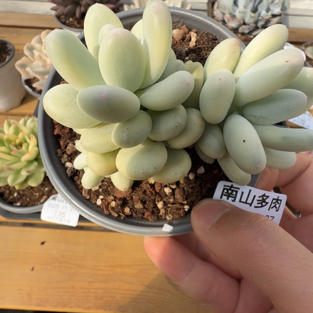 美人杂1111111127-226