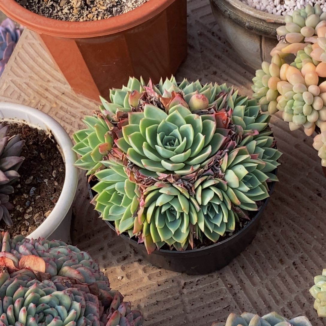 露*卡48包邮一物一拍多肉植物