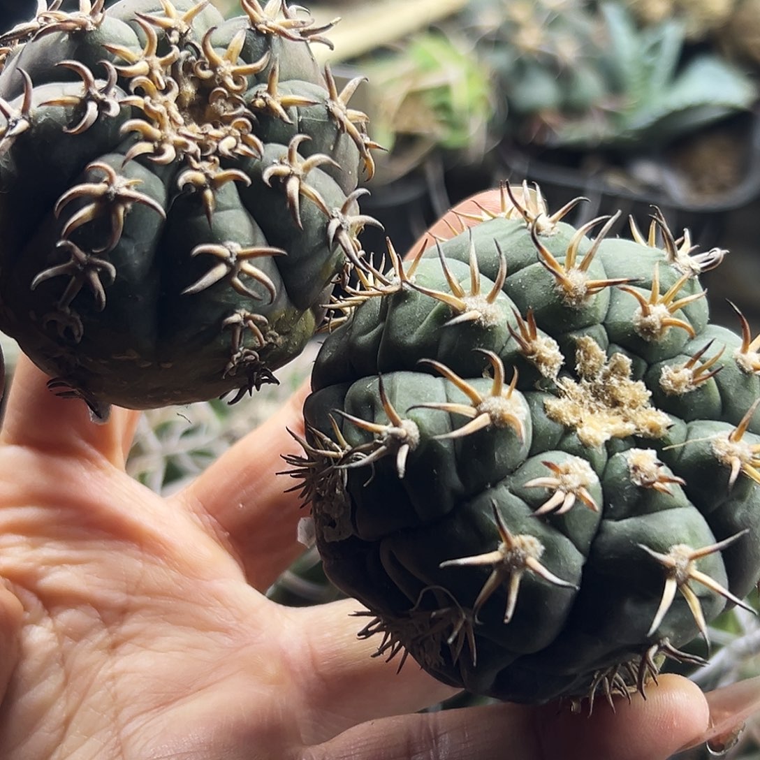 猫爪有根瑕疵仙人球66666666666