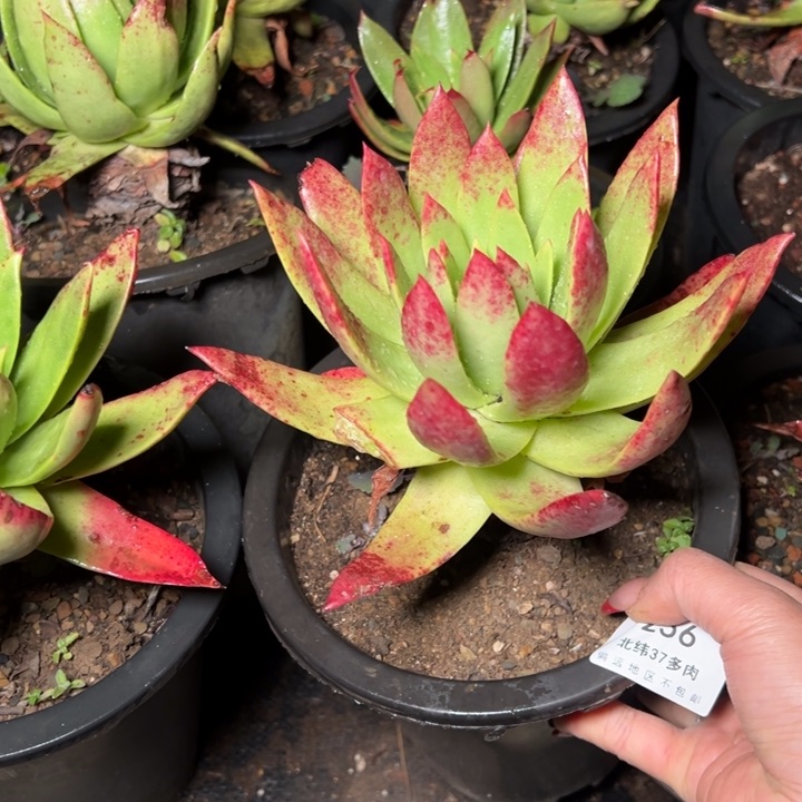 256坎代哈哈哈哈哈哈哈