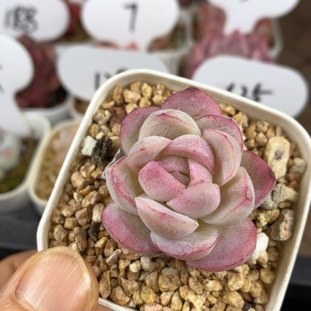 精品多肉一物一拍229