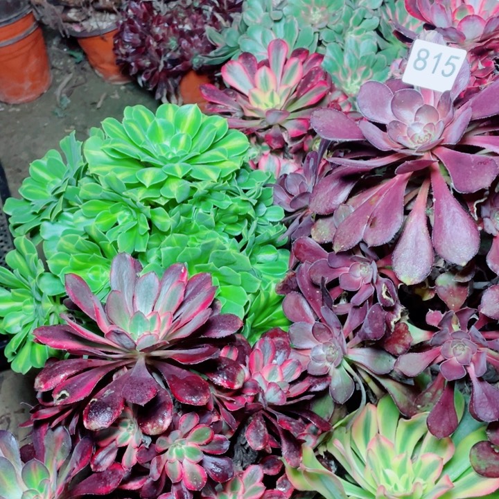 多肉植物组合815