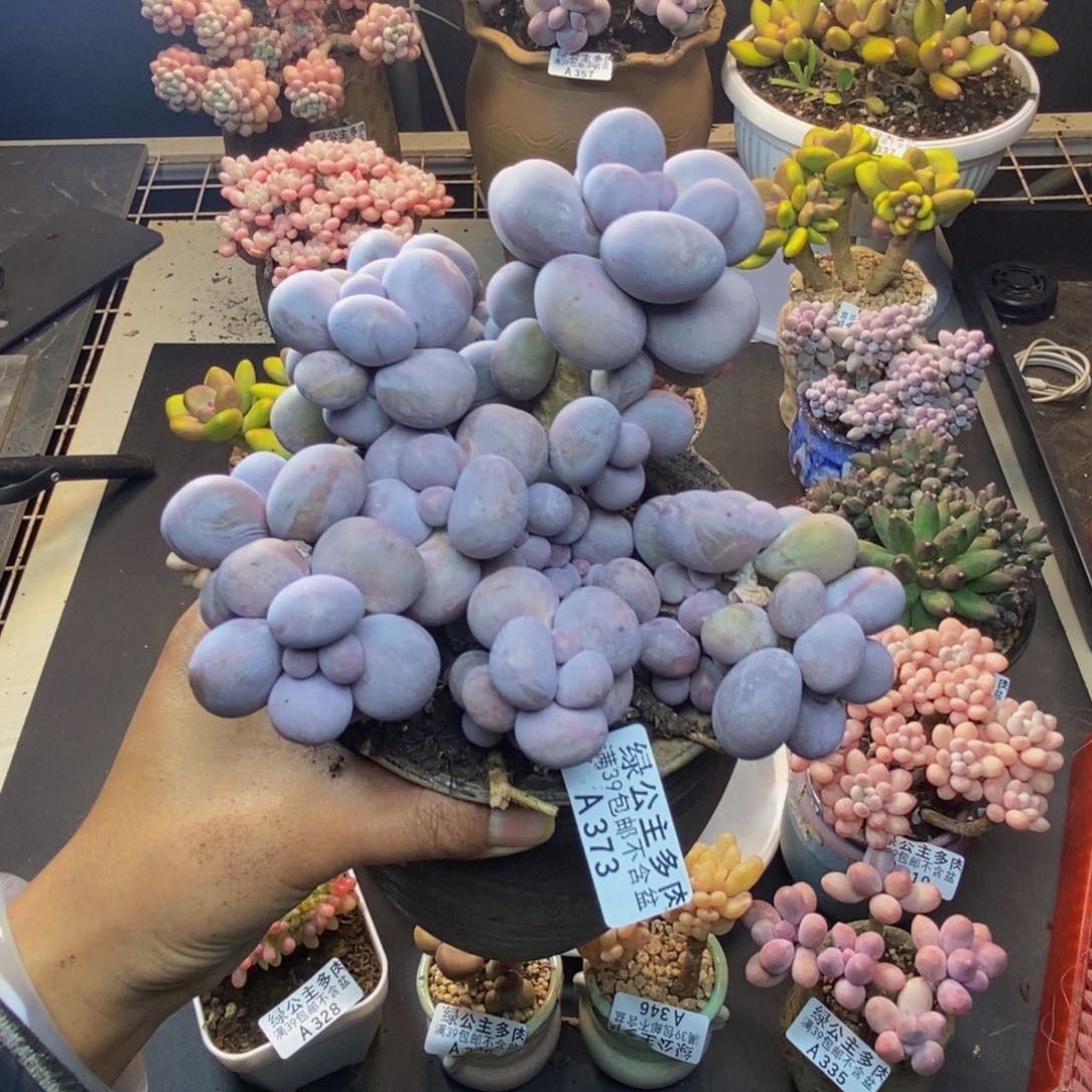 373芭比奶多肉15c m