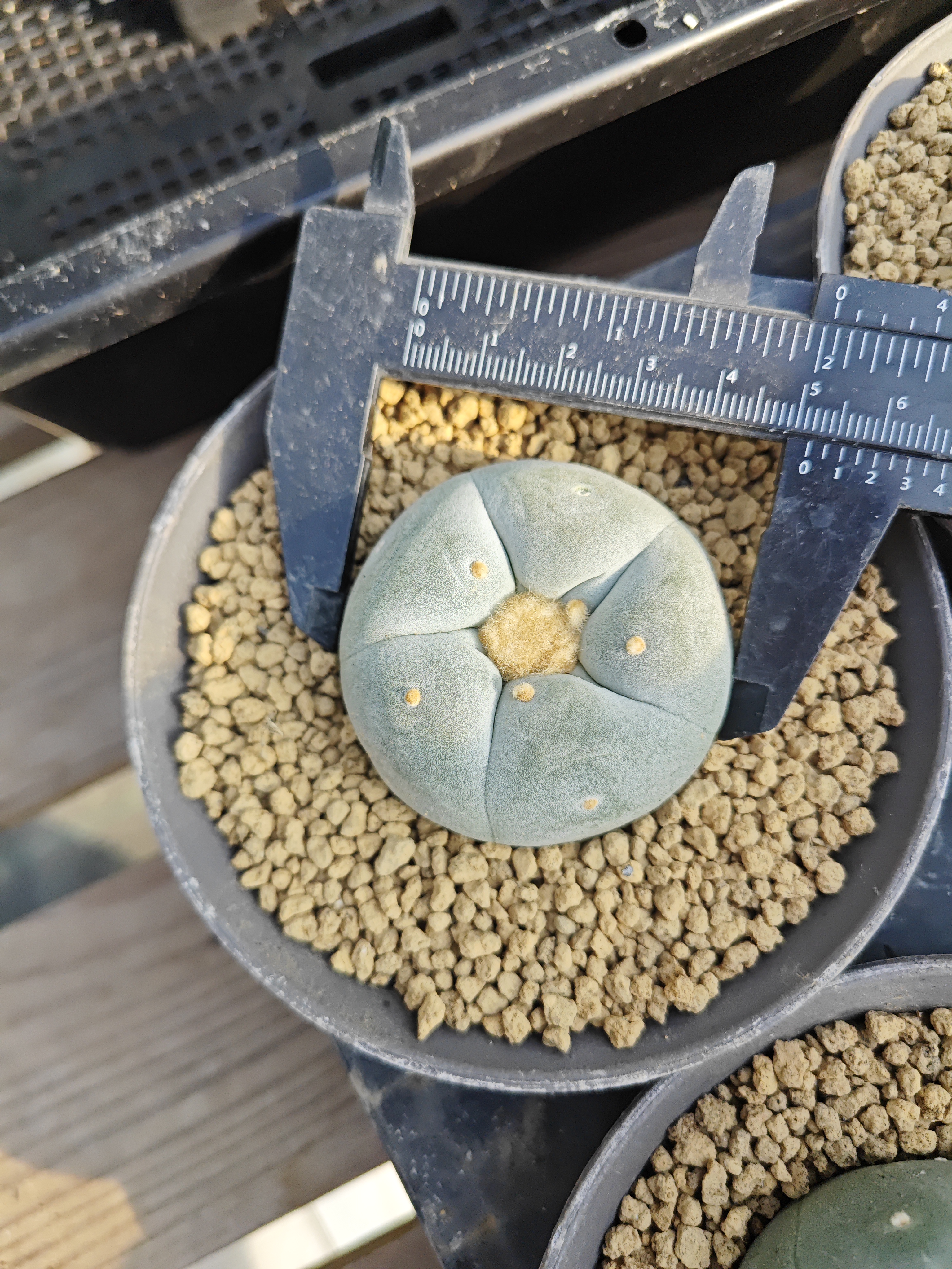 仙人球 草球 实生 尺寸如图