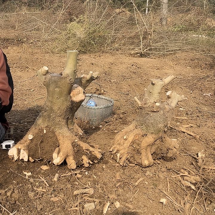 ****️无花朵对节白蜡素材两颗