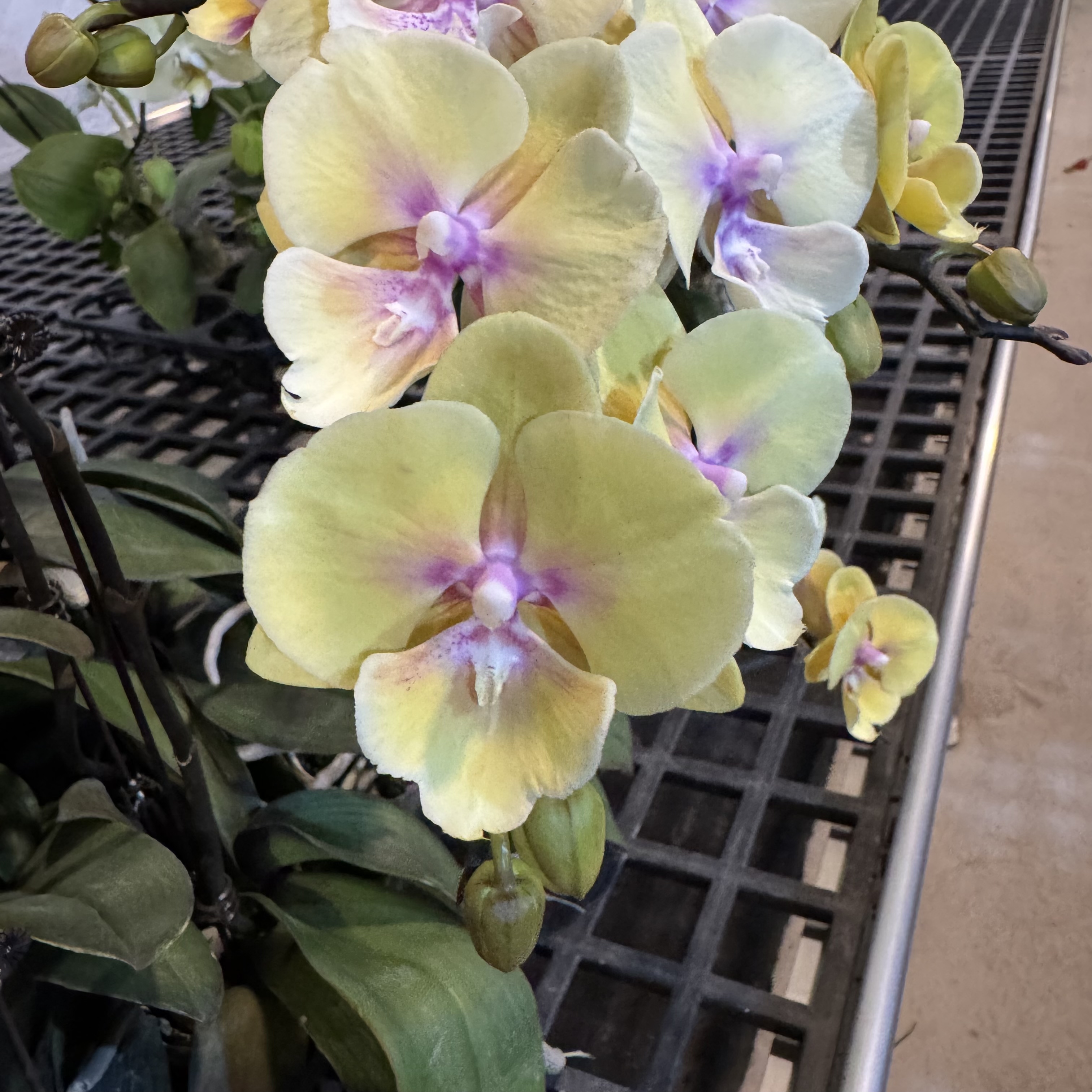 【永利黄金】经典好养耐养 蝴蝶兰 有花有花苞  基地直发