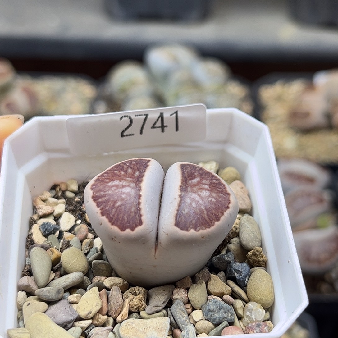 一物一拍菊母本2741黑窗