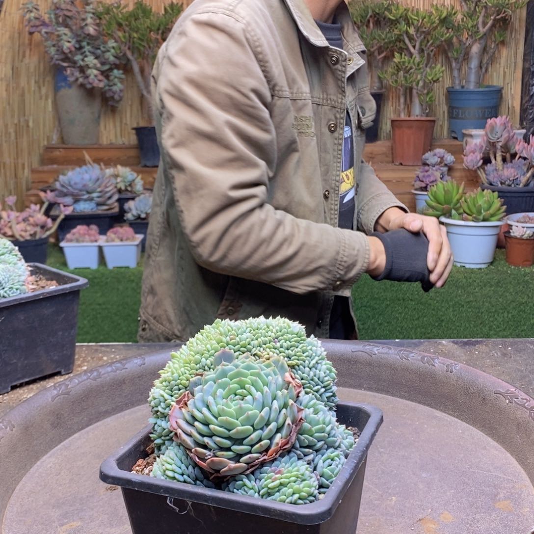 悦*A184号白胖子缀