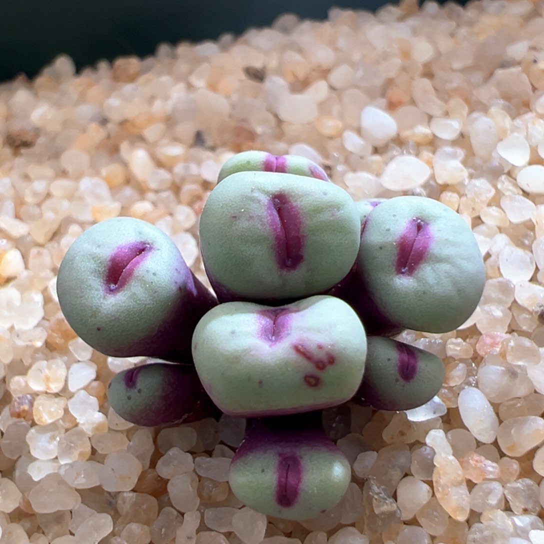 379。SSG0089小红嘴 优选母本群