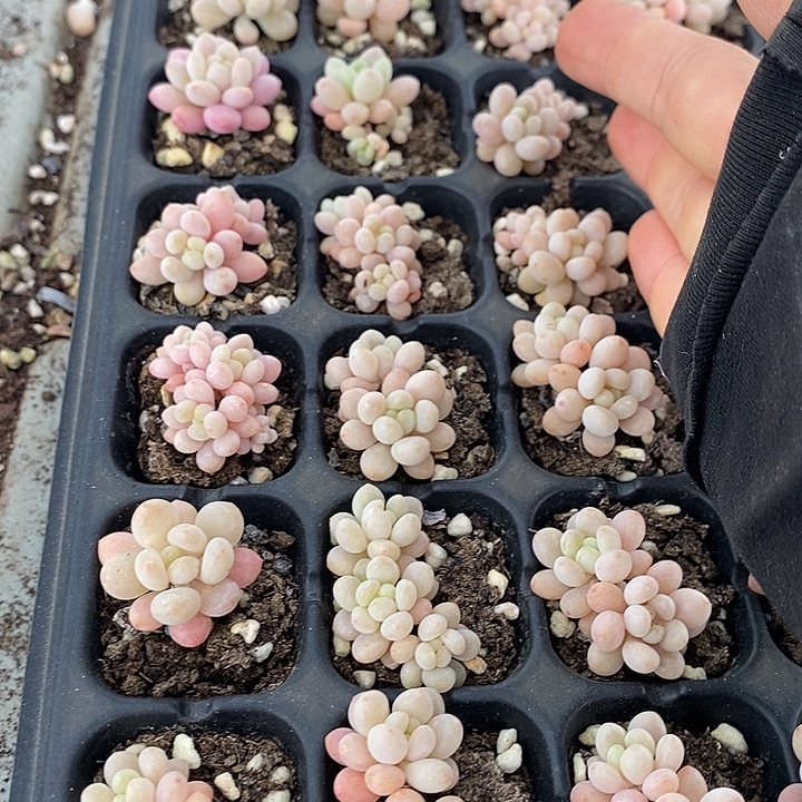 83 多肉植物盆栽花卉