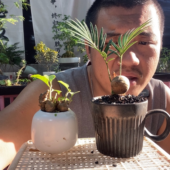 以实际为准盆景绿植盆栽66