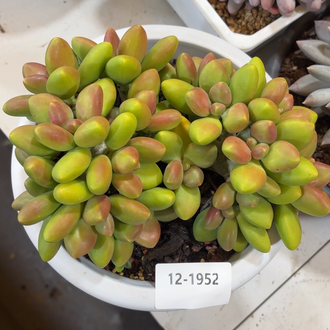 1952芒果奶多肉植物