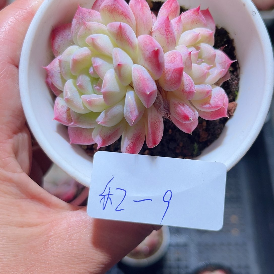 乐2- 9白桃2头。 