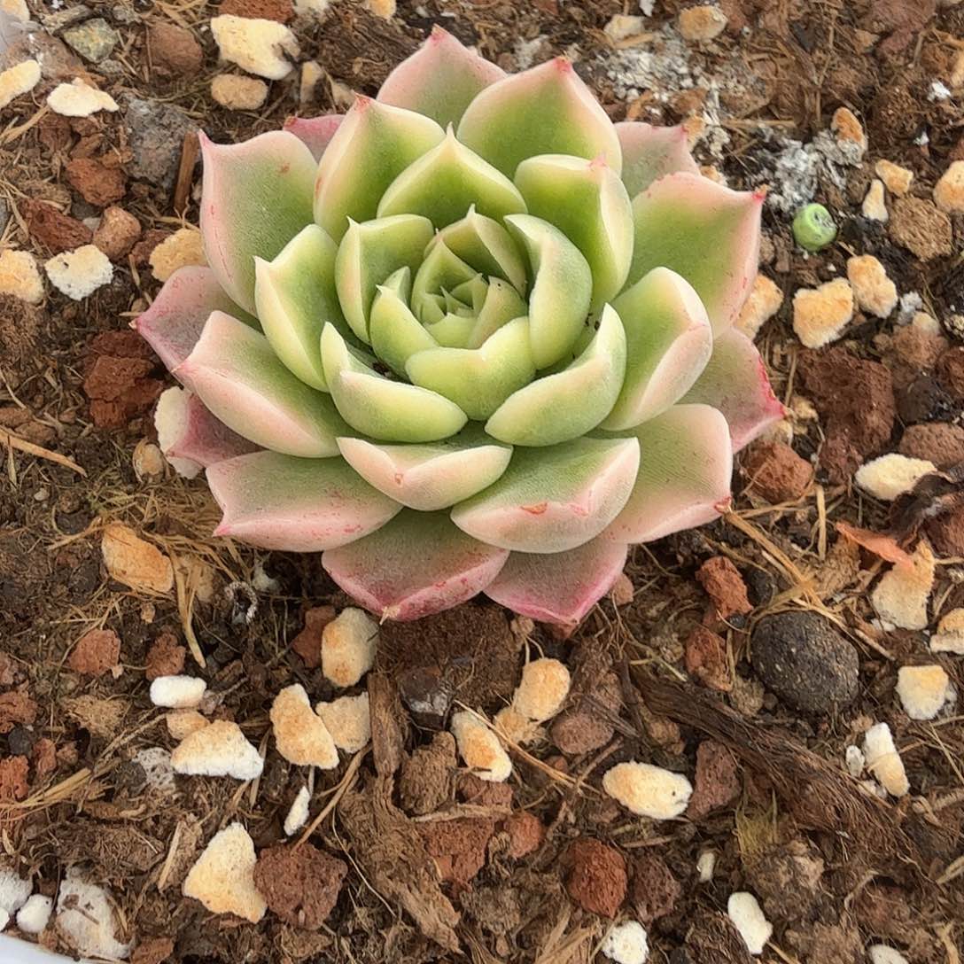 海林娜锦多肉锦多肉