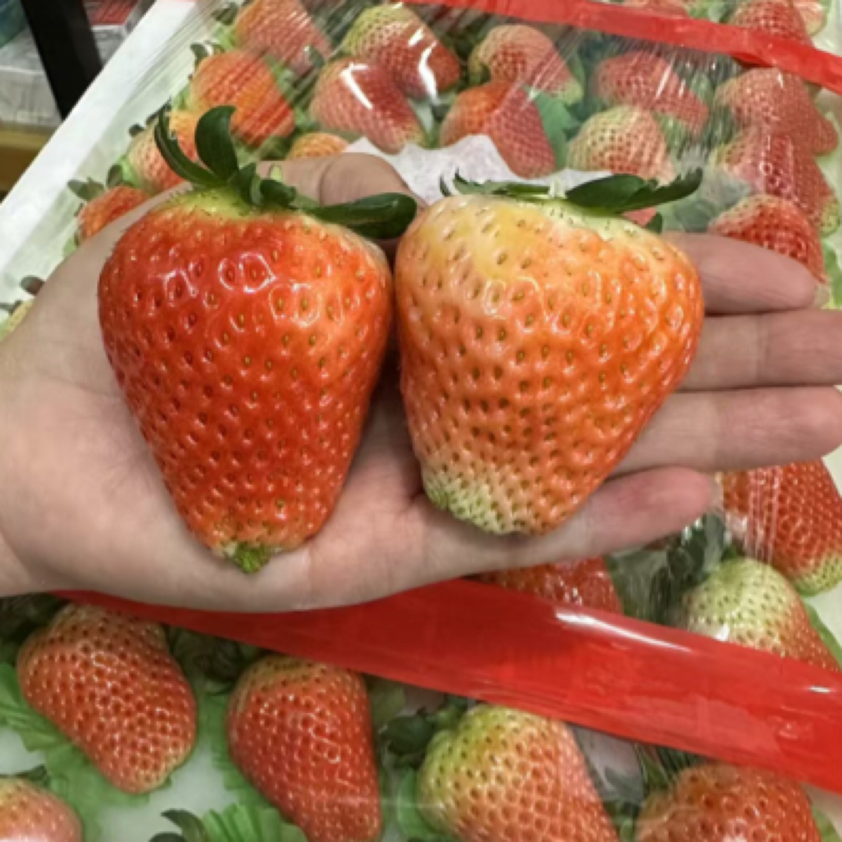 安徽大板草莓（重约4.5斤55颗）