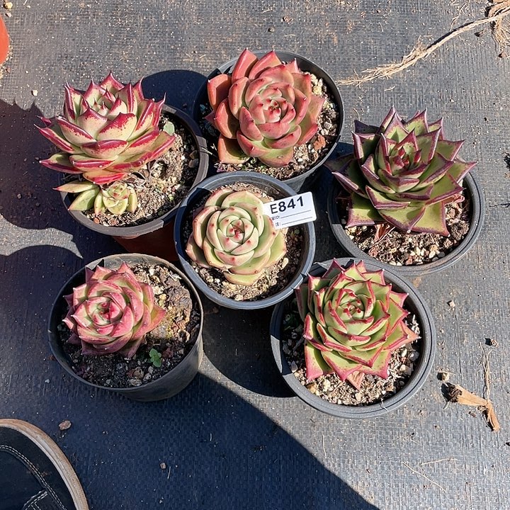 无花朵若如东云单拍E841