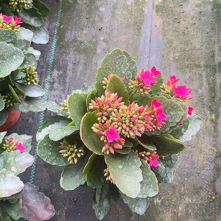 全部花苞紫霞仙子一盆