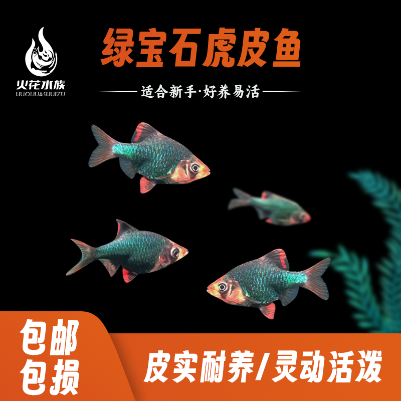 绿宝石虎皮鱼热带活体观赏鱼适合新手好养耐活鱼观赏鱼